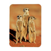 Niedliche Kleintiere | 3 Meerkatze Magnet (Vertikal)