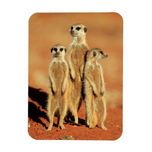 Niedliche Kleintiere 3 Meerkatze Magnet