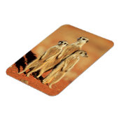 Niedliche Kleintiere | 3 Meerkatze Magnet (Linke Seite)