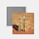 Niedliche Kleintiere | 3 Meerkatze Magnet (Vorderseite/Rückseite)