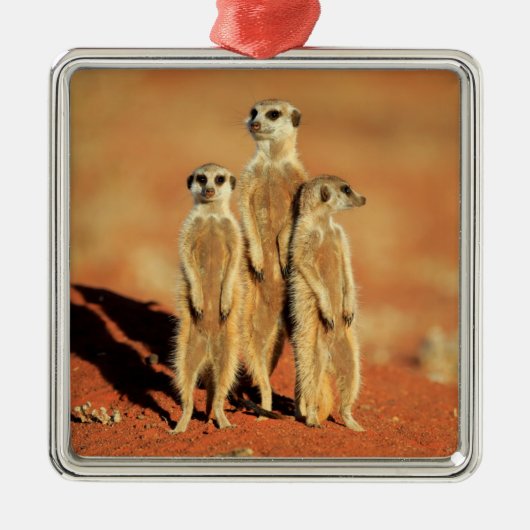Niedliche Kleintiere | 3 Meerkatze Ornament Aus Metall (Vorne)