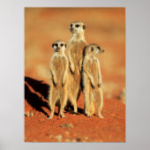 Niedliche Kleintiere | 3 Meerkatze Poster (Vorne)