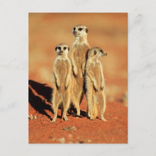 Niedliche Kleintiere | 3 Meerkatze Postkarte (Vorderseite)