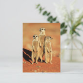 Niedliche Kleintiere | 3 Meerkatze Postkarte (Stehend Vorderseite)