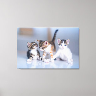 Niedliche Kleintiere   3 Tabby Kittens Leinwanddruck