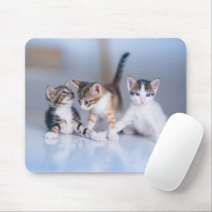 Niedliche Kleintiere 3 Tabby Kittens Mousepad