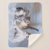 Niedliche Kleintiere | 3 Tabby Kittens Sherpadecke (Vorderseite)