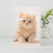 Niedliche Kleintiere | A British Longhair Kitten Dankeskarte (Stehend Vorderseite)
