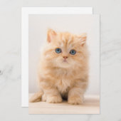 Niedliche Kleintiere | A British Longhair Kitten Dankeskarte (Vorne/Hinten)