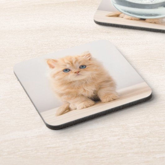 Niedliche Kleintiere | A British Longhair Kitten Getränkeuntersetzer (Linke Seite)