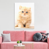 Niedliche Kleintiere | A British Longhair Kitten Leinwanddruck (Insitu (Wohnzimmer))