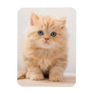 Niedliche Kleintiere   A British Longhair Kitten Magnet