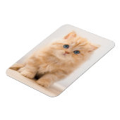 Niedliche Kleintiere | A British Longhair Kitten Magnet (Linke Seite)