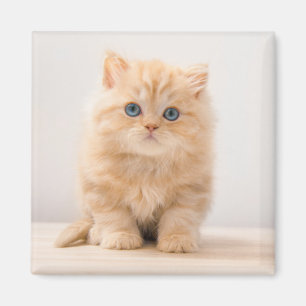 Niedliche Kleintiere A British Longhair Kitten Magnet