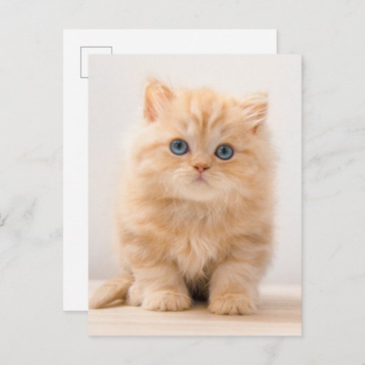 Niedliche Kleintiere | A British Longhair Kitten Postkarte (Vorne/Hinten)
