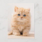 Niedliche Kleintiere | A British Longhair Kitten Postkarte (Vorderseite)