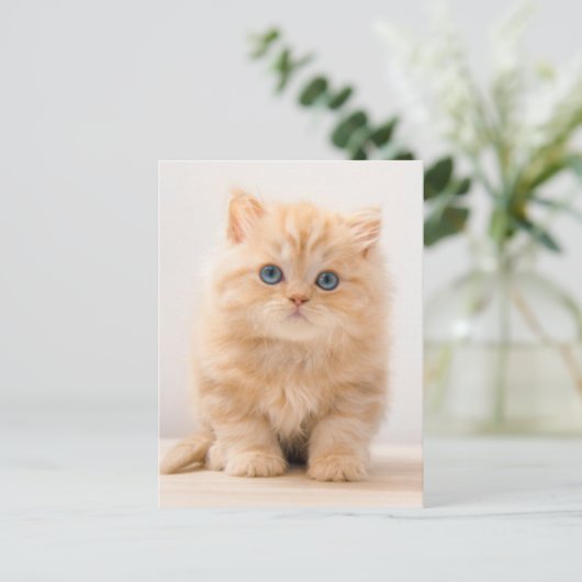 Niedliche Kleintiere | A British Longhair Kitten Postkarte (Stehend Vorderseite)