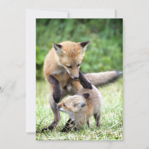 Niedliche Kleintiere   Adorable Fox Kit & Mama Dankeskarte