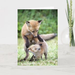 Niedliche Kleintiere   Adorable Fox Kit & Mama Karte