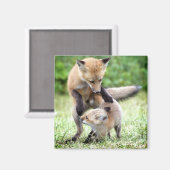 Niedliche Kleintiere | Adorable Fox Kit & Mama Magnet (Vorderseite/Rückseite)