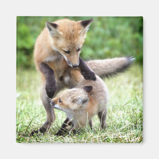Niedliche Kleintiere | Adorable Fox Kit & Mama Magnet (Vorne)