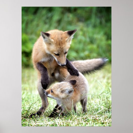 Niedliche Kleintiere | Adorable Fox Kit & Mama Poster (Vorne)