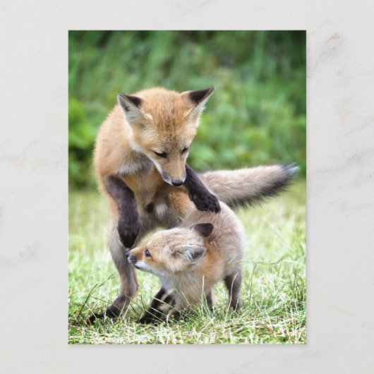 Niedliche Kleintiere | Adorable Fox Kit & Mama Postkarte (Vorderseite)