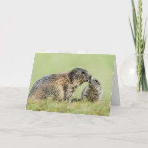 Niedliche Kleintiere Alpenmarmot Karte