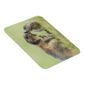 Niedliche Kleintiere | Alpenmarmot Magnet (Rechte Seite)