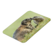 Niedliche Kleintiere | Alpenmarmot Magnet (Linke Seite)