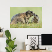Niedliche Kleintiere | Alpenmarmot Poster (Heimbüro)