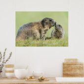 Niedliche Kleintiere | Alpenmarmot Poster (Küche)