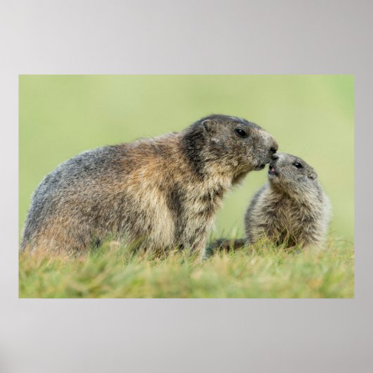 Niedliche Kleintiere | Alpenmarmot Poster (Vorne)