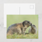 Niedliche Kleintiere | Alpenmarmot Postkarte (Vorne/Hinten)