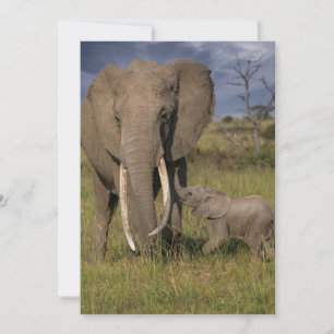 Niedliche Kleintiere   Amama Elefant mit Baby Dankeskarte