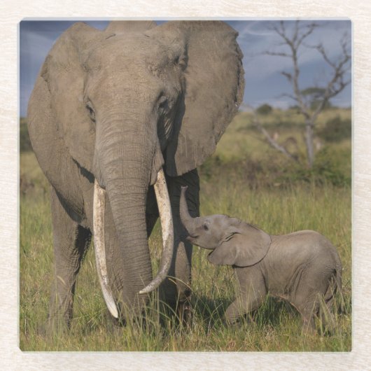 Niedliche Kleintiere | Amama Elefant mit Baby Glasuntersetzer (Vorderseite)