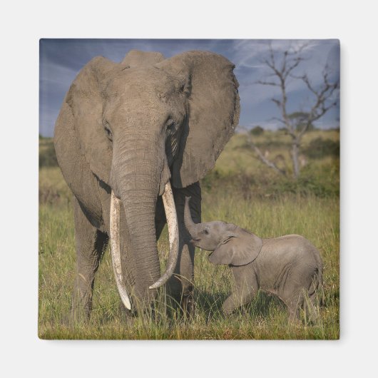 Niedliche Kleintiere | Amama Elefant mit Baby Magnet (Vorne)