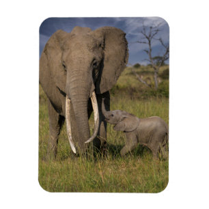 Niedliche Kleintiere   Amama Elefant mit Baby Magnet