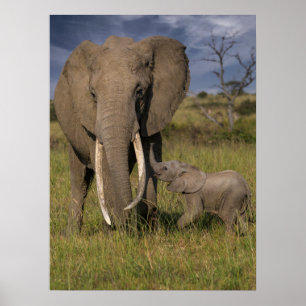 Niedliche Kleintiere Amama Elefant mit Baby Poster
