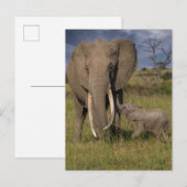 Niedliche Kleintiere | Amama Elefant mit Baby Postkarte (Vorne/Hinten)