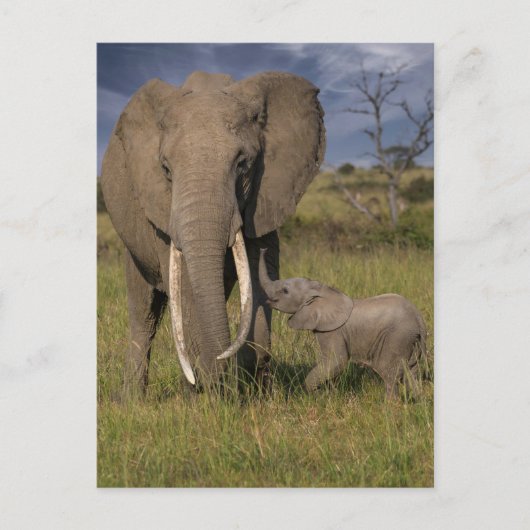 Niedliche Kleintiere | Amama Elefant mit Baby Postkarte (Vorderseite)