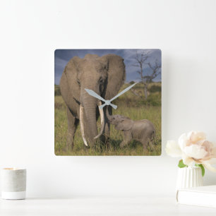 Niedliche Kleintiere   Amama Elefant mit Baby Quadratische Wanduhr
