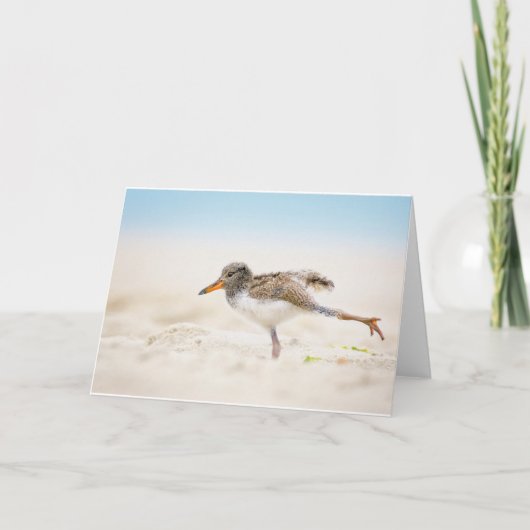 Niedliche Kleintiere | American Oystercatcher Chic Karte (Vorderseite)