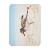 Niedliche Kleintiere | American Oystercatcher Chic Magnet (Vertikal)
