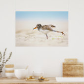 Niedliche Kleintiere | American Oystercatcher Chic Poster (Küche)