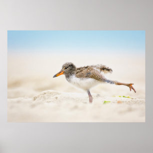 Niedliche Kleintiere   American Oystercatcher Chic Poster
