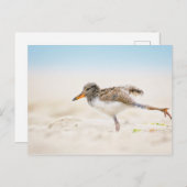 Niedliche Kleintiere | American Oystercatcher Chic Postkarte (Vorne/Hinten)