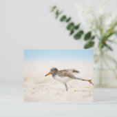 Niedliche Kleintiere | American Oystercatcher Chic Postkarte (Stehend Vorderseite)