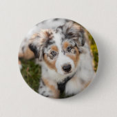 Niedliche Kleintiere | Australian Shepherd Puppy Button (Vorderseite)