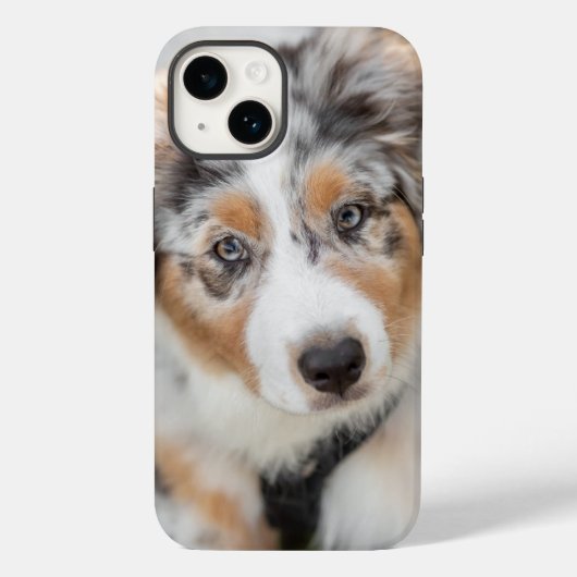Niedliche Kleintiere | Australian Shepherd Puppy Case-Mate iPhone Hülle (Rückseite)